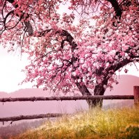 Tree with pink blooms and old fence