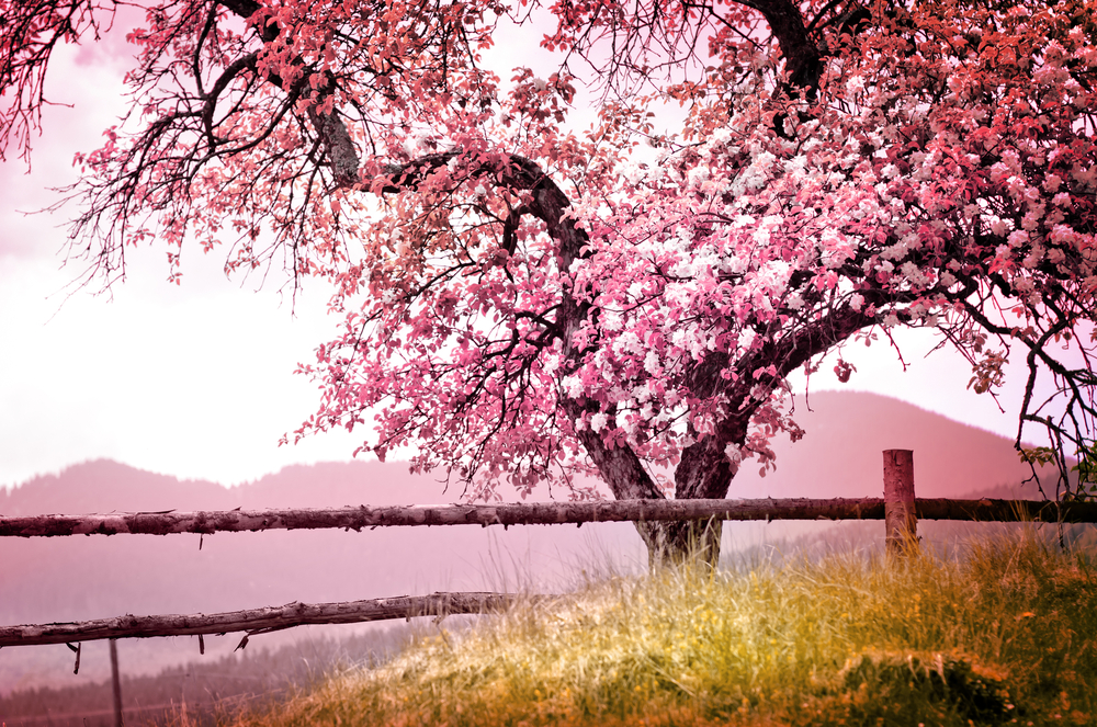 Tree with pink blooms and old fence