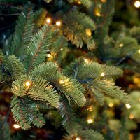 Tree with white lights