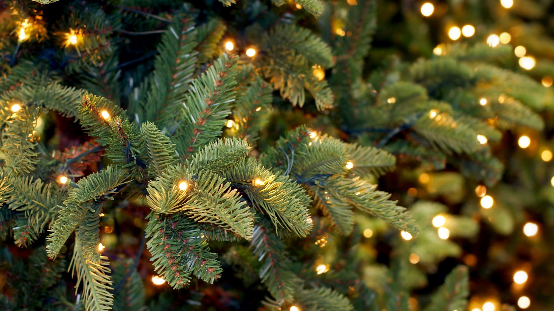 Tree with white lights
