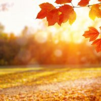 Fall Leaves at Sunrise
