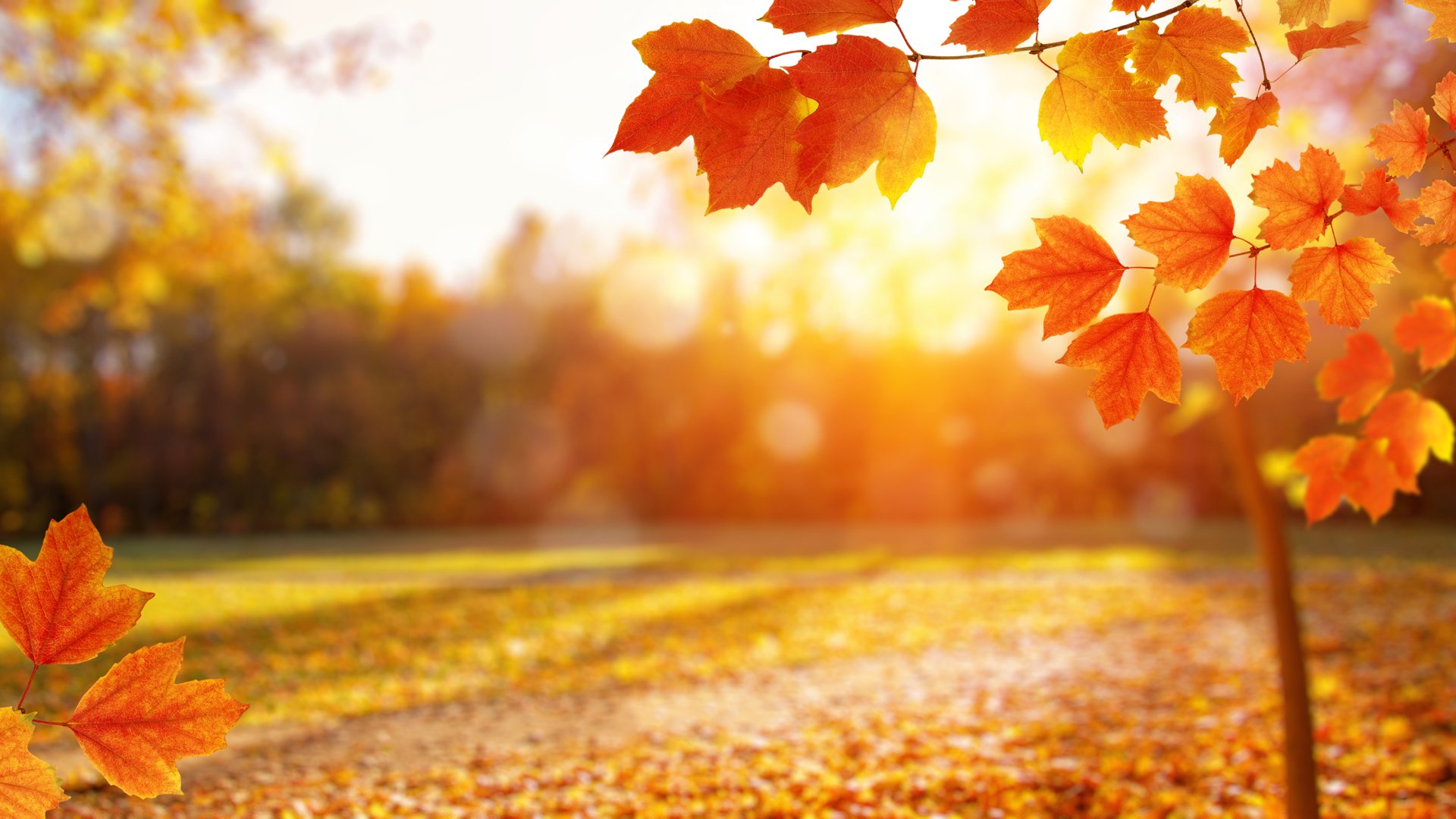 Fall Leaves at Sunrise
