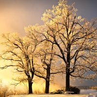 Trees in winter with sun behind