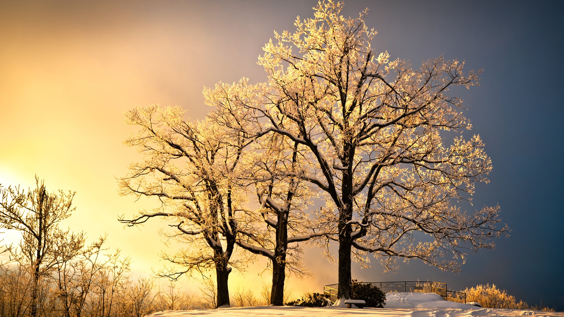 Trees in winter with sun behind