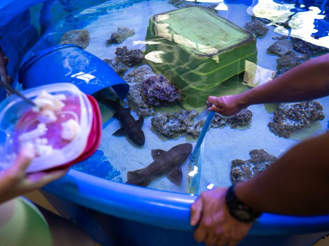Sharks in small pool/tank