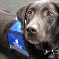 brown therapy dog