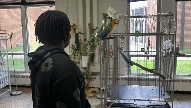 Person in a black hoodie stands in front of a metal birdcage with a colorful parrot inside.