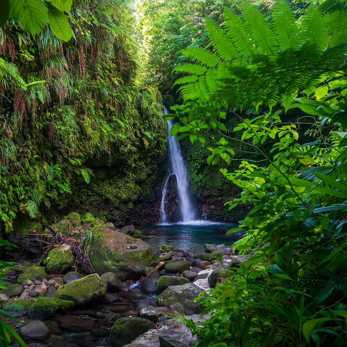 small waterfall in a lush jungle surrounded by green vegetation and rocks.