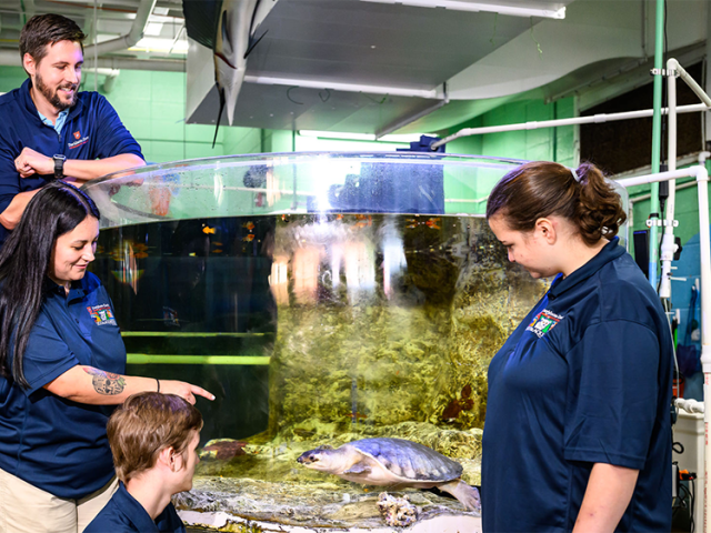 Four people observe a turtle in a cylindrical tank in a science setting.