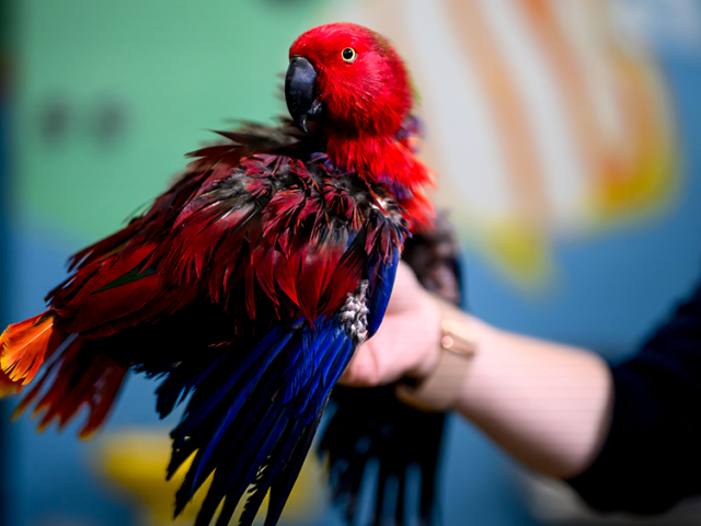 A colorful parrot with red, blue, and orange plumage perched on a person's hand.