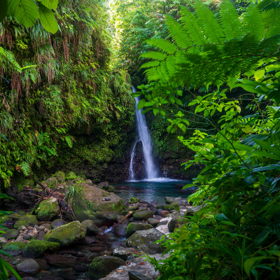 small waterfall in a lush jungle surrounded by green vegetation and rocks.