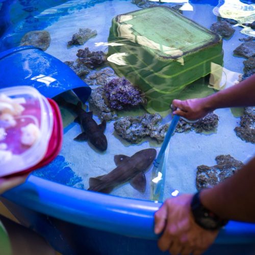 SEPT 2021_DDCC_Aquarium_36 Sharks in small pool/tank