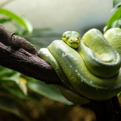 Green,Tree,Python,Rests,In,Its,Typical,Position,Curled,Up Green tree python rests in its typical position curled up on a branch